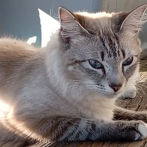 Meet your Posher, Dalia